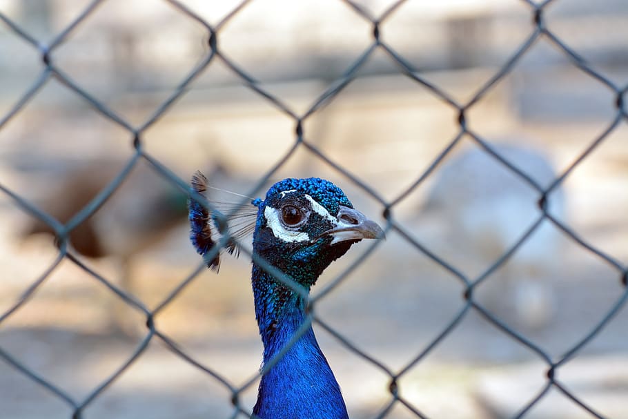 animals, peacock, bird, one animal, fence, animal themes, vertebrate HD wallpaper