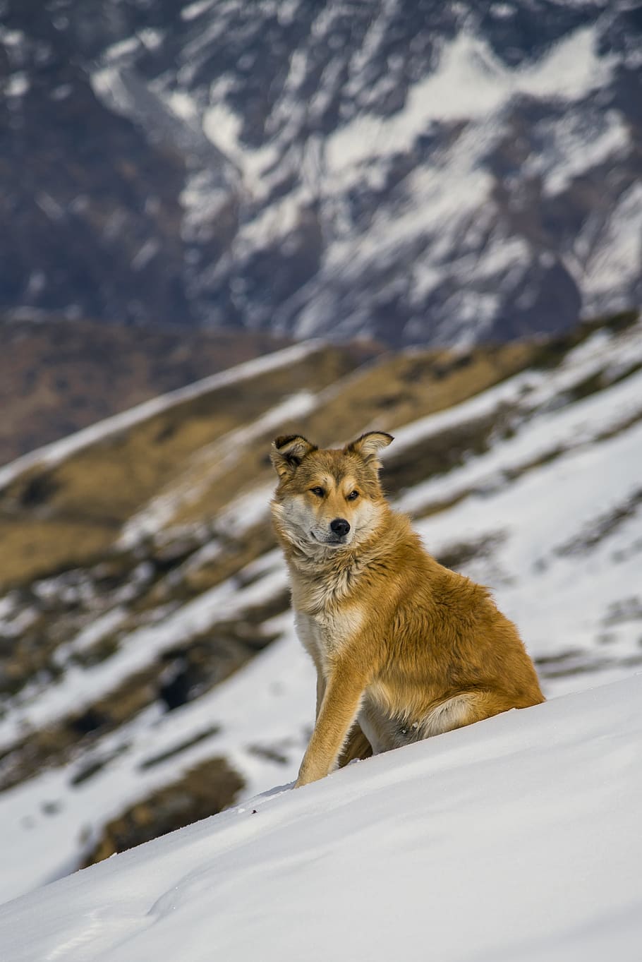 Brown Dog Sitting On Snow, animal, canine, cold, daylight, mammal HD wallpaper