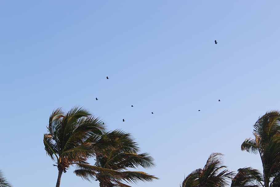 tree, birds, sky, low angle view, plant, flying, vertebrate HD wallpaper