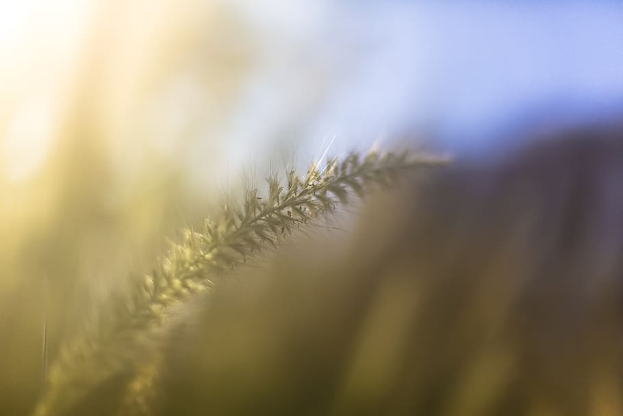 fog, blur, blurry, winter, wheat, plant, selective focus, close-up, HD wallpaper