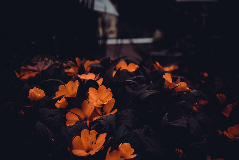 flowers, forest, summer, bloom, grow, plant, close-up, beauty in nature HD wallpaper