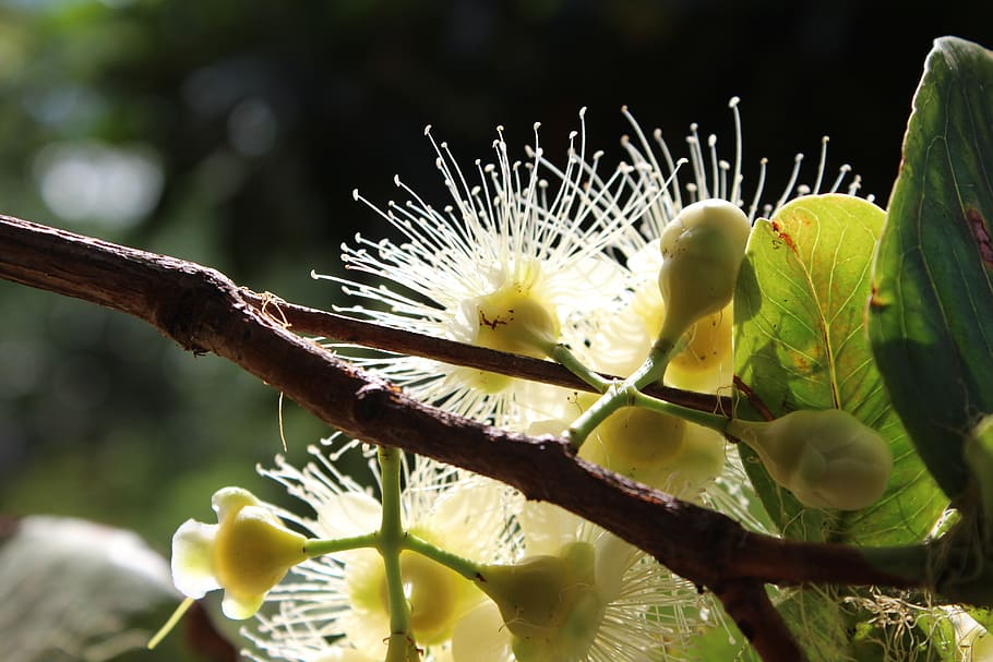 flower, white, tropical, bloom, plant, blossom, nature, botany HD wallpaper