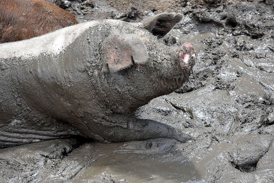 pig, slop, fat, slops, animal, farm, livestock, mud, dirty, HD wallpaper