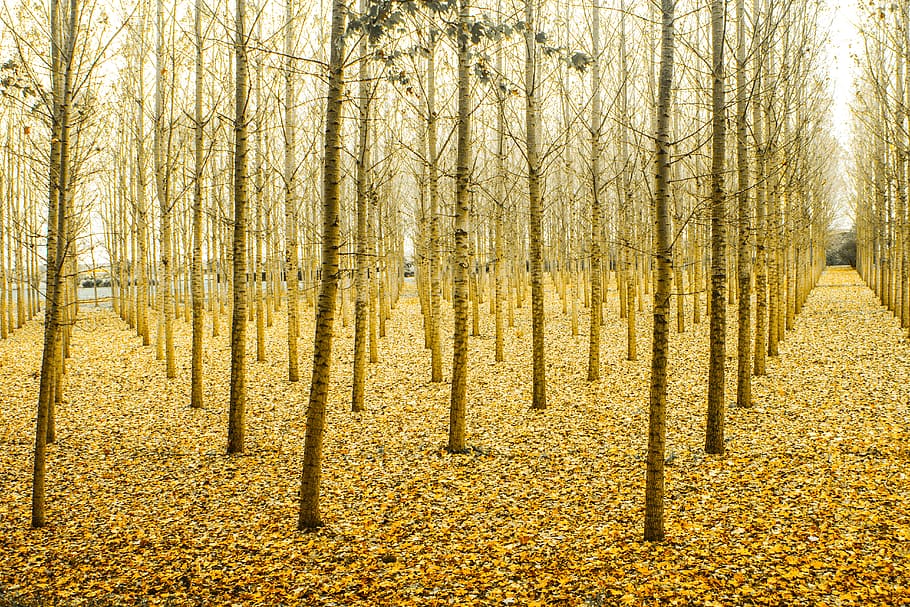 Photo of Yellow Tree Stems, branches, bright, daylight, environment HD wallpaper
