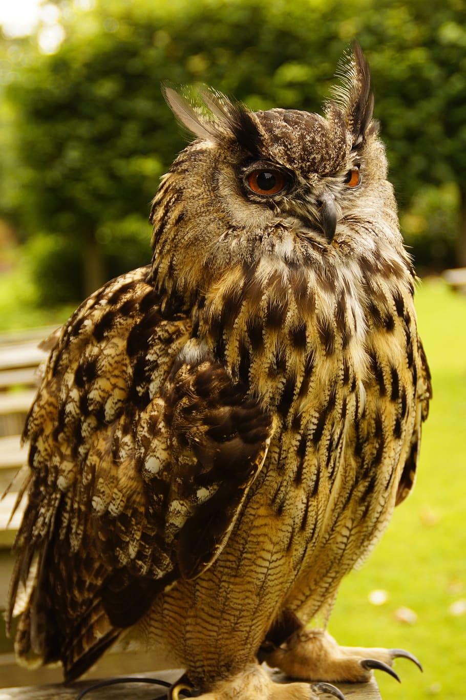 owl, eagle owl, falconry, bird, feather, animal world, plumage HD wallpaper