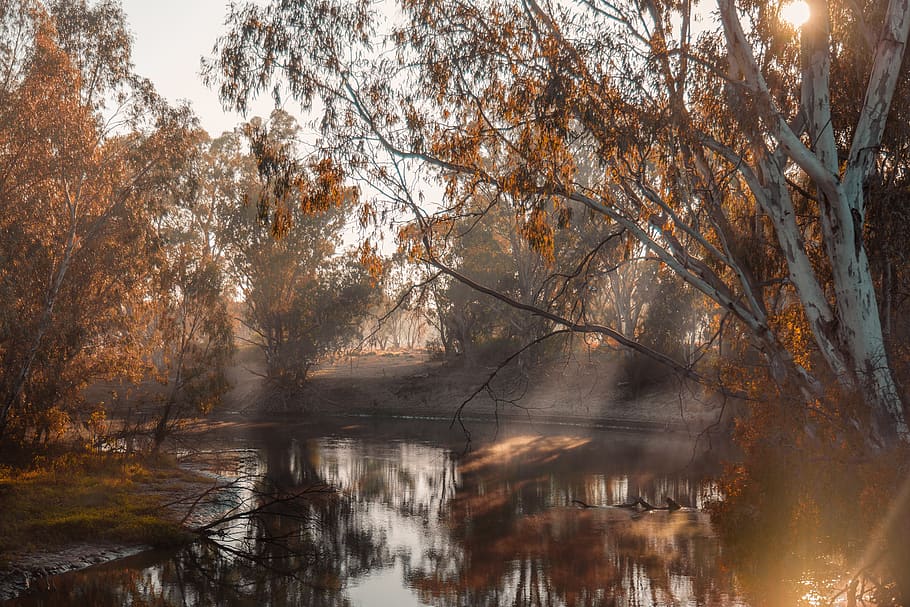 fishing, tree, lake, river, water, plant, reflection, nature HD wallpaper