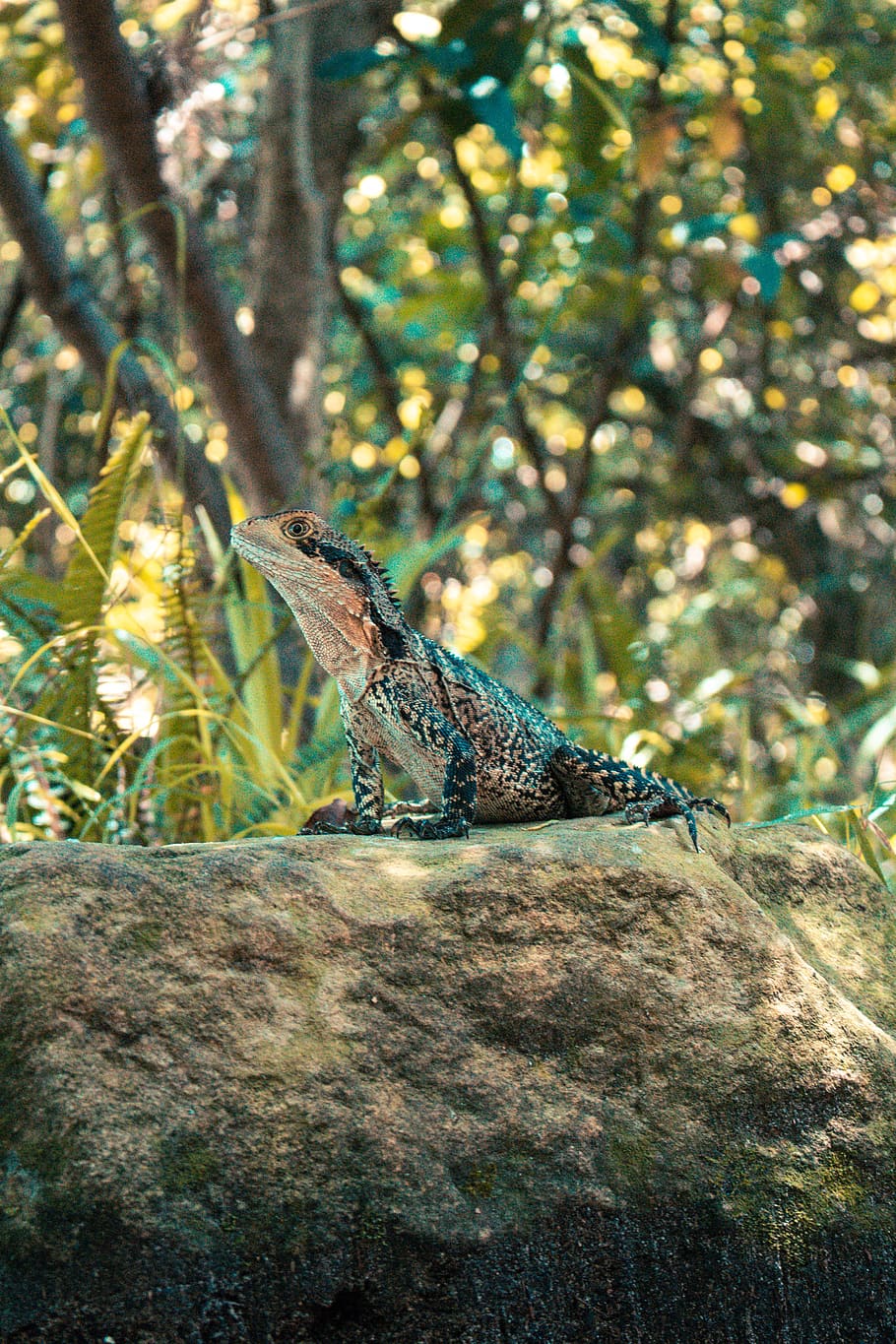 black bearded dragon on stone, one animal, animal themes, animal wildlife HD wallpaper