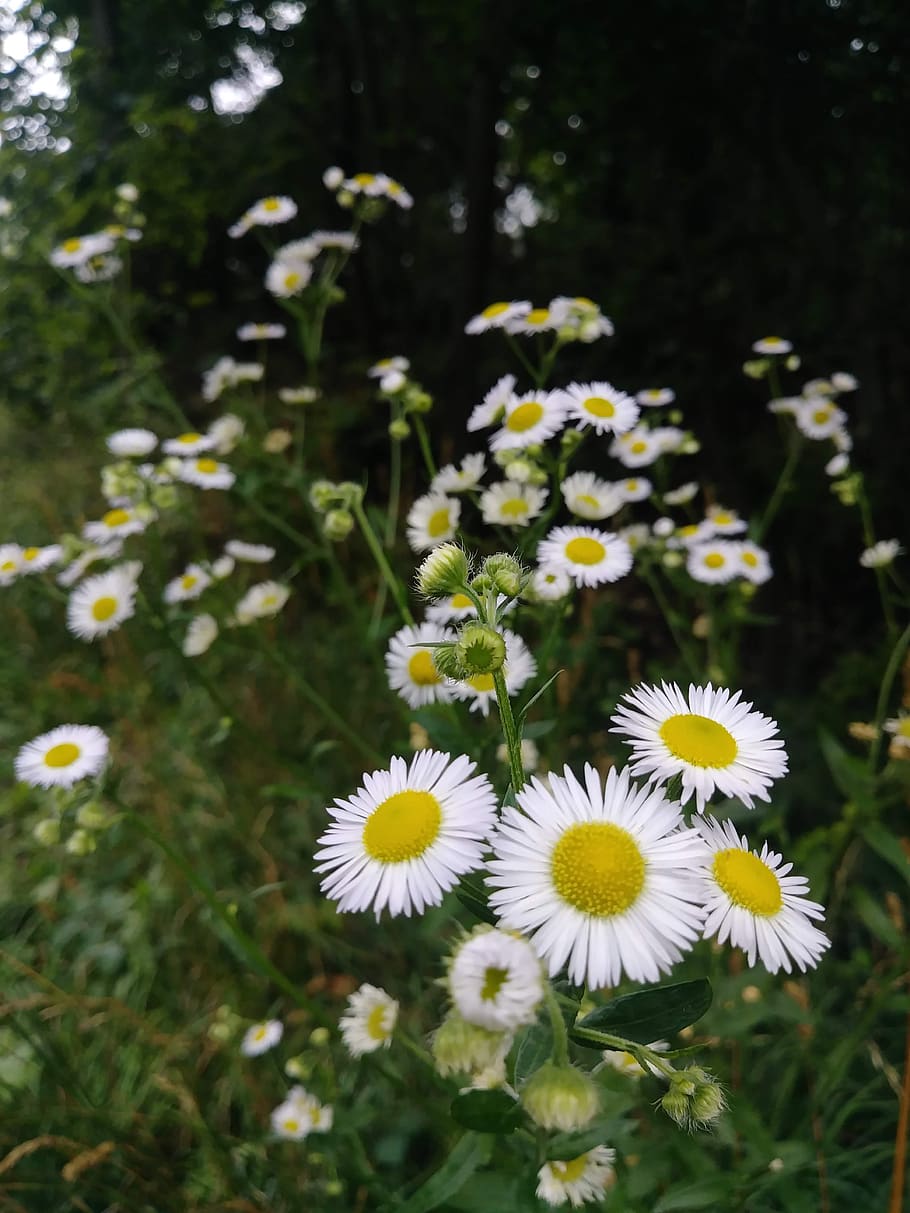 aster, daisy, white, flower, wildflower, weeds, nature, blossom HD wallpaper