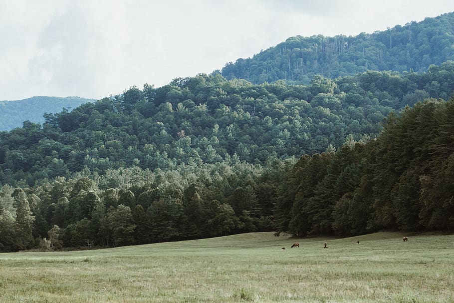 green mountain, nature, field, tree, plant, outdoors, abies, fir HD wallpaper