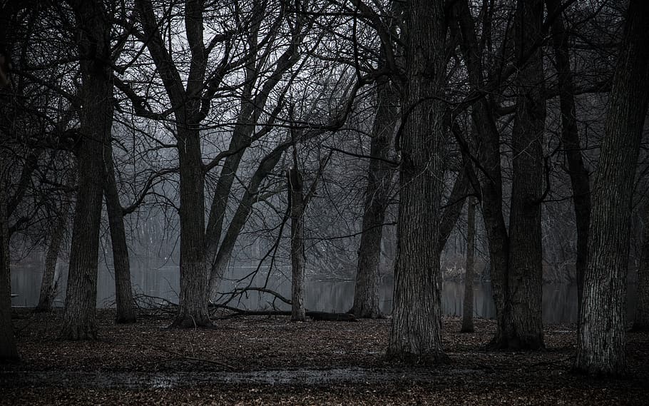 united states, davenport, credit island, trees, fog, dark, gloomy, HD wallpaper