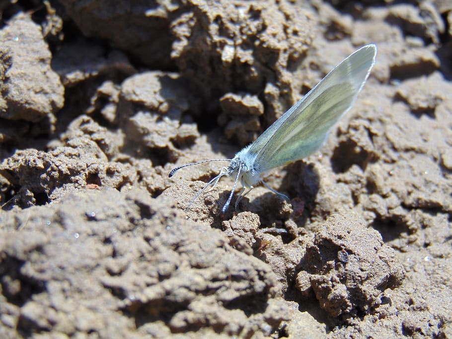 spring, butterfly, nature, insect, garden, blue, macro, animal wildlife HD wallpaper