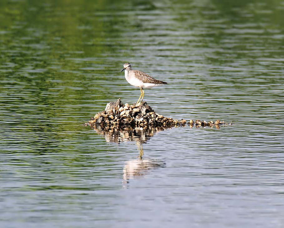 sand, piper, bird, wild, wildlife, water, reflection, nature HD wallpaper