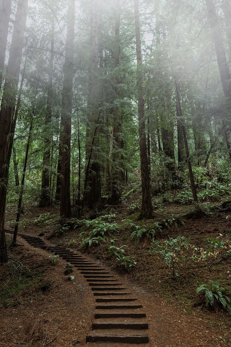 pathway between trees during daytime, forest, land, plant, nature HD wallpaper