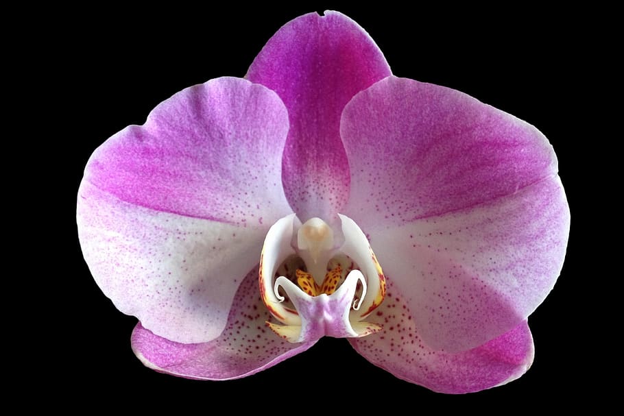 Purple and White Orchid Flower, bloom, blossom, close-up, flora HD wallpaper