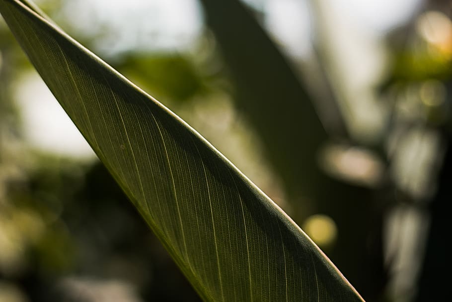 Close Up Photo of Green Leaf, blur, bright, close-up, dof, environment HD wallpaper