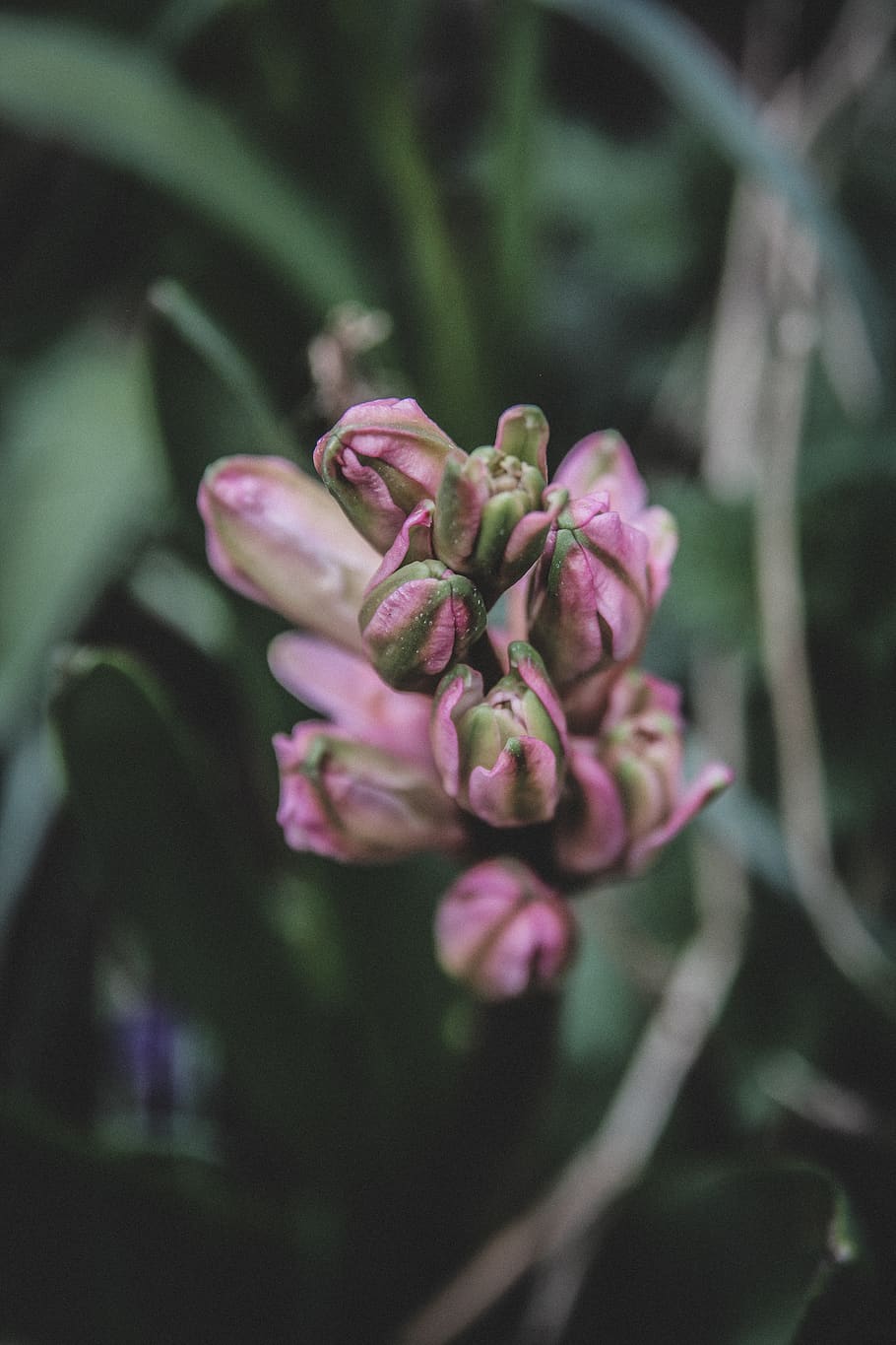 flowering plant, vulnerability, growth, fragility, close-up HD wallpaper