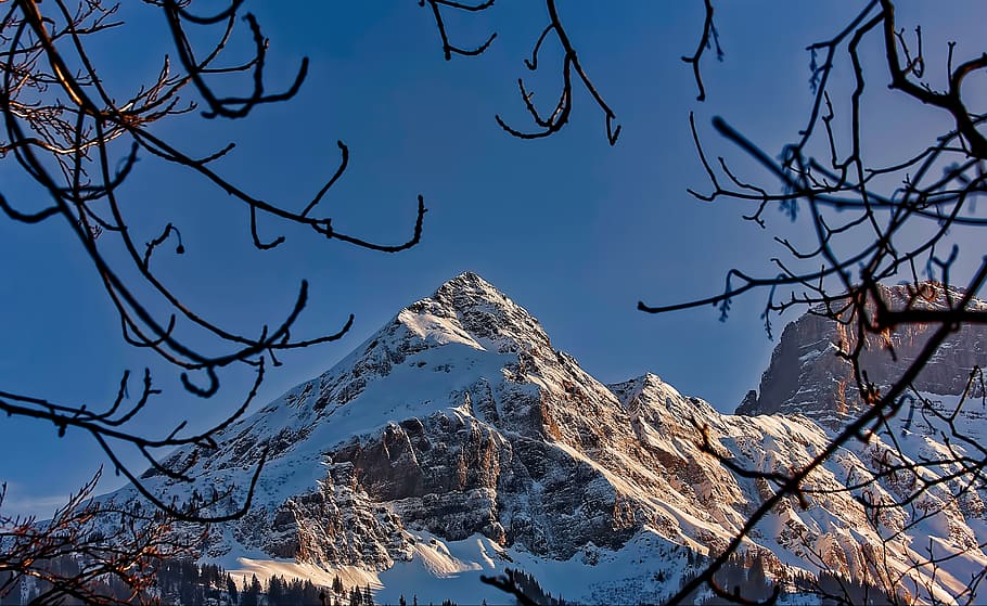 interlaken, switzerland, snow, ice, textures, landscape, tree, HD wallpaper