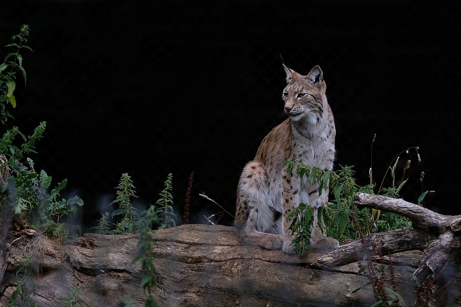 lynx sitting on tree, mammal, animal themes, one animal, vertebrate HD wallpaper