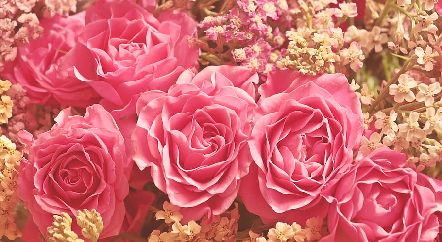 roses, noble roses, romantic, pink, flower, beauty, love, mother's day