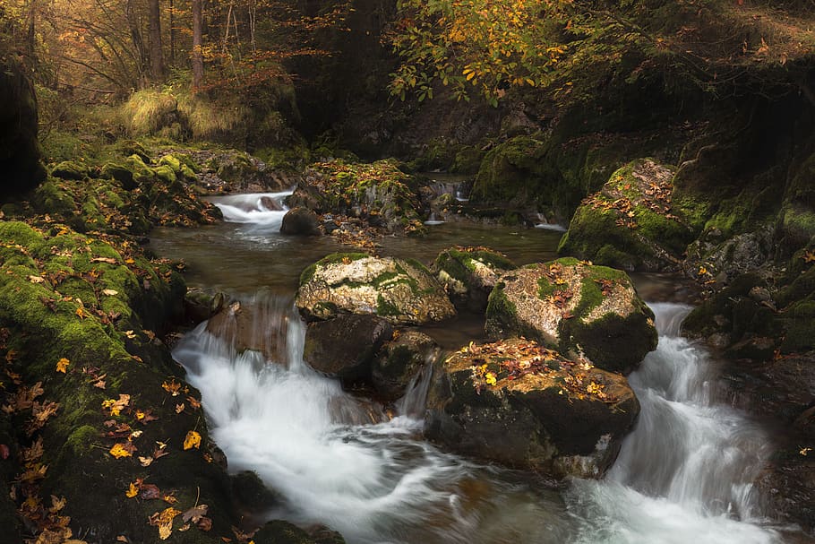 tree, moody, switzerland, forest, leafe, waterfall, stream HD wallpaper