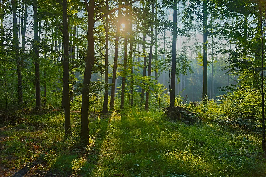 forest, trees, sunset, sunlight, dusk, landscape, mood, evening, HD wallpaper