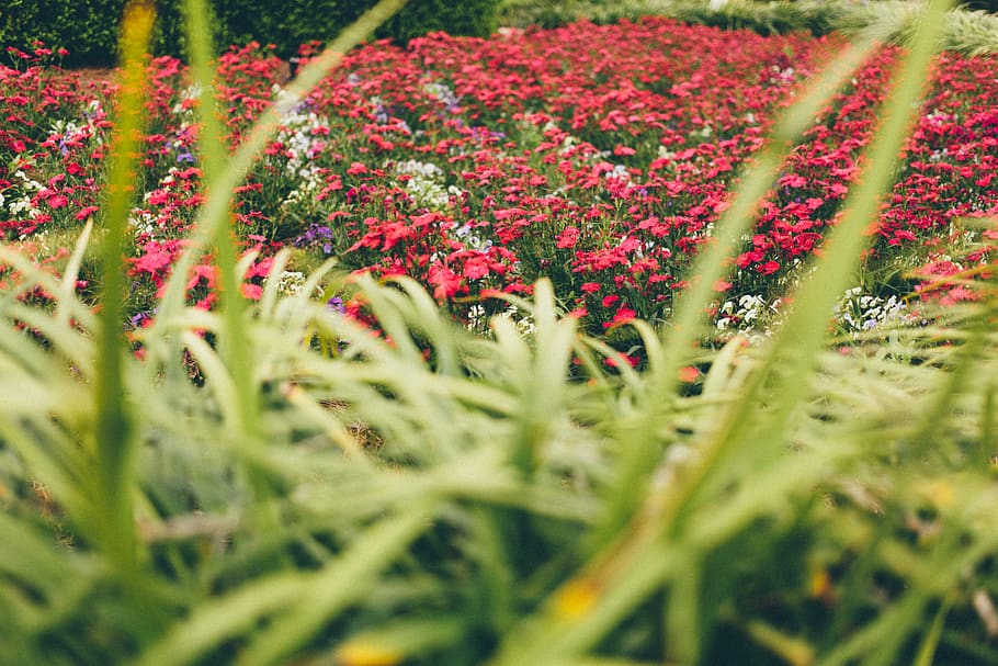 united states, charleston, magnolia plantation and gardens