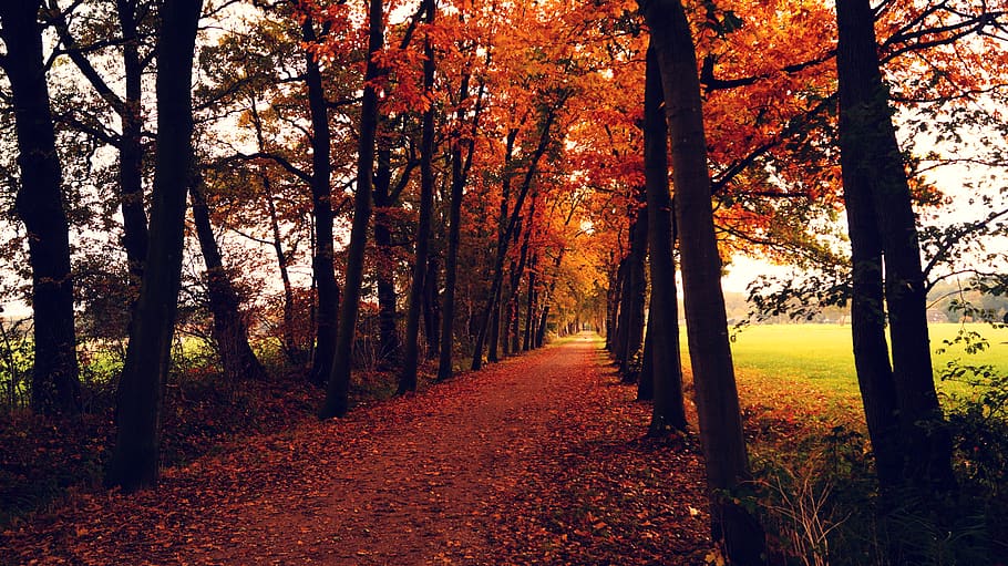 Orange Leaves Covered Pathway Between Trees during Daytime, road HD wallpaper