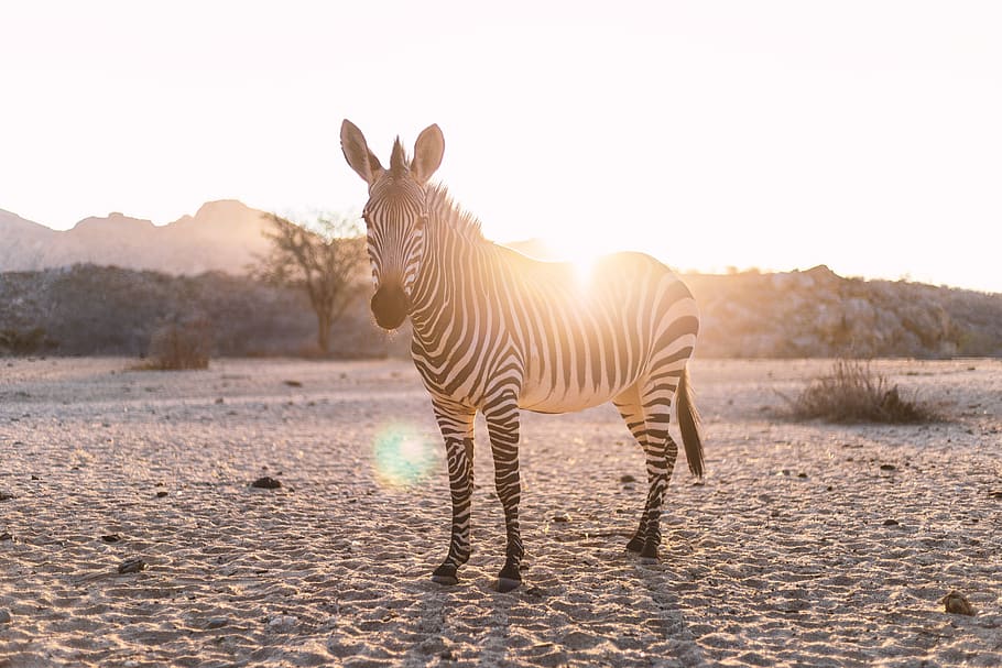 zebra, backlighting, mammal, nature, pasture, animal, horse HD wallpaper