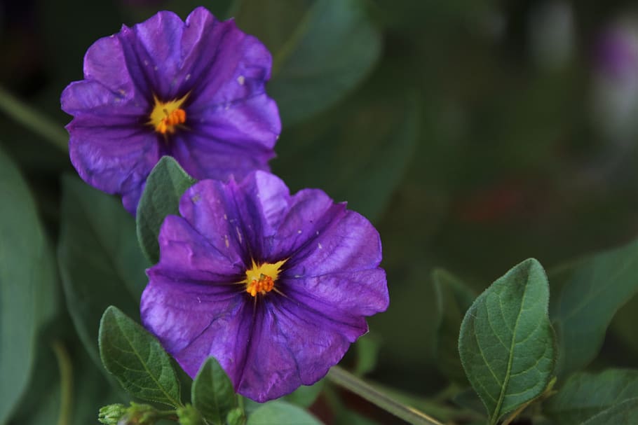 two, para, flowers, violet, garden, blooming, plant, total HD wallpaper