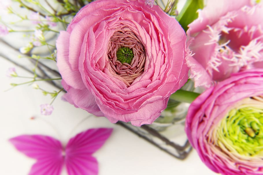 ranunculus, blossom, bloom, tulip, pink, vase, butterfly, invitation HD wallpaper