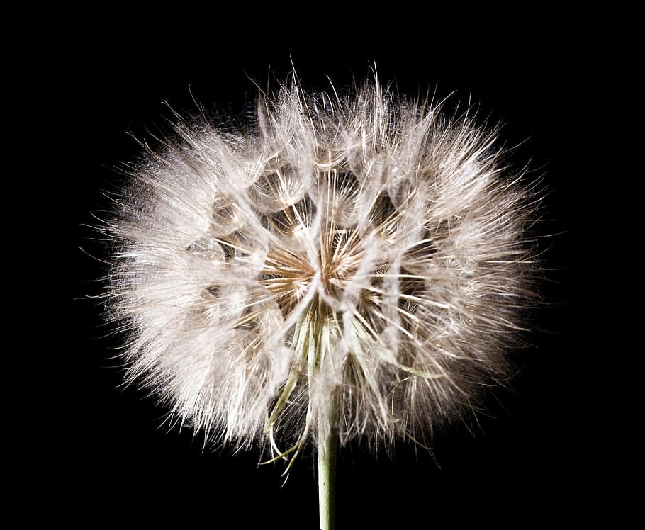 dandelion, seed, flower, background, black, nature, plant, blossom HD wallpaper
