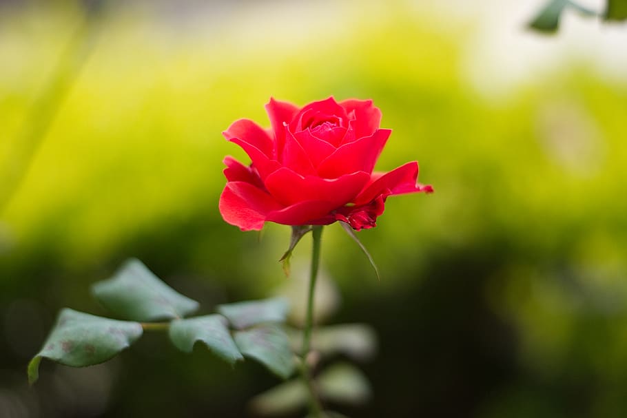 flower, nature, flowering plant, beauty in nature, freshness HD wallpaper