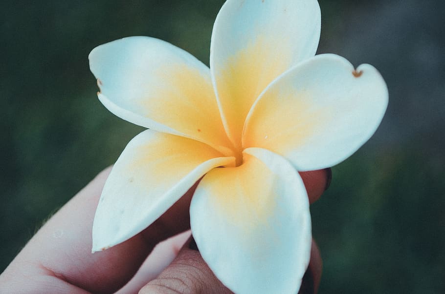 flower, white, bloom, hand, nature, petals, human hand, flowering plant HD wallpaper