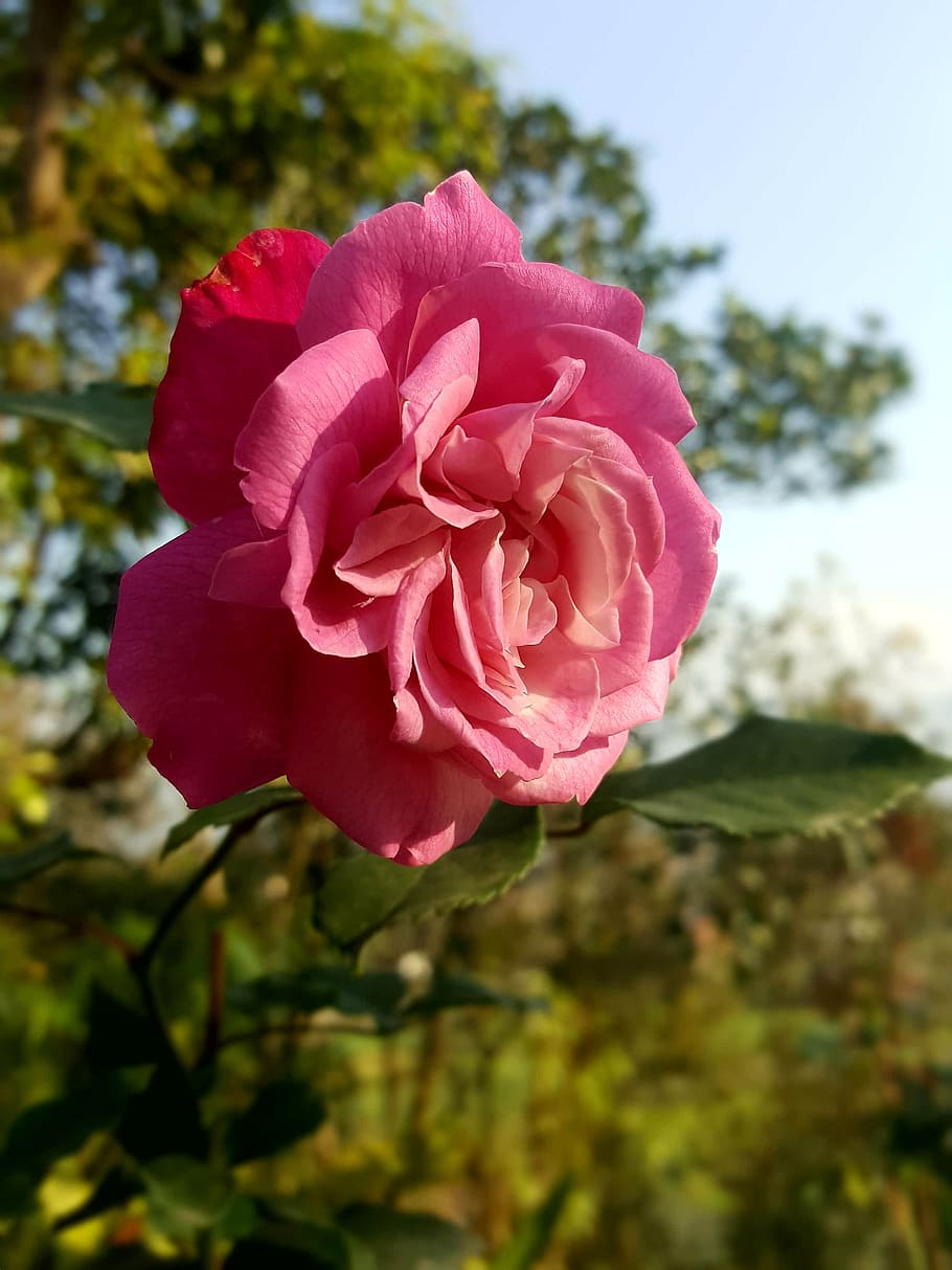 rose, flora, blossom, spring, plant, flower, beauty in nature HD wallpaper