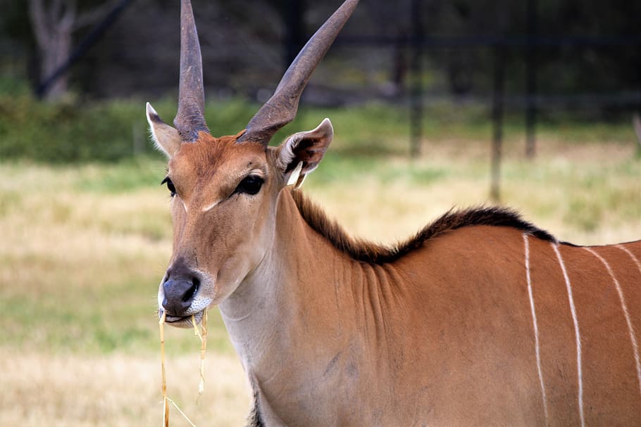 deer, zoo, animal, animal themes, animal wildlife, mammal, one animal HD wallpaper