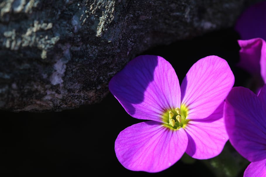pink, blossom, bloom, light, shadow, rock, flower, flowering plant HD wallpaper