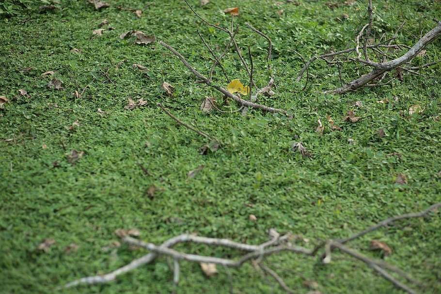 plant, moss, ground, grass, animal, reptile, mammal, bird, wildlife HD wallpaper