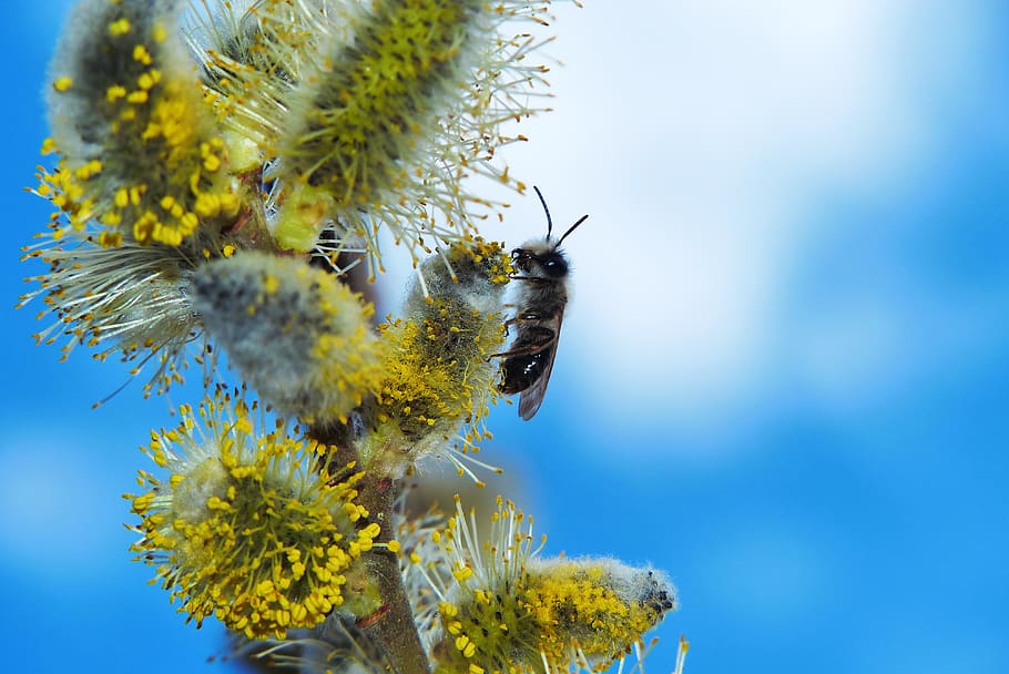 cat, flower, insect, bee, sky, clouds, animals, nature, at the court of HD wallpaper