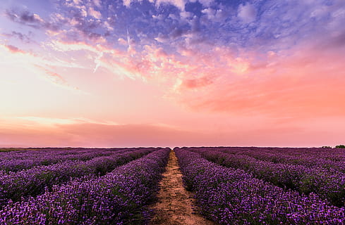 Photo Lavender Flower Field Under Pink Sky, environment, farm HD wallpaper