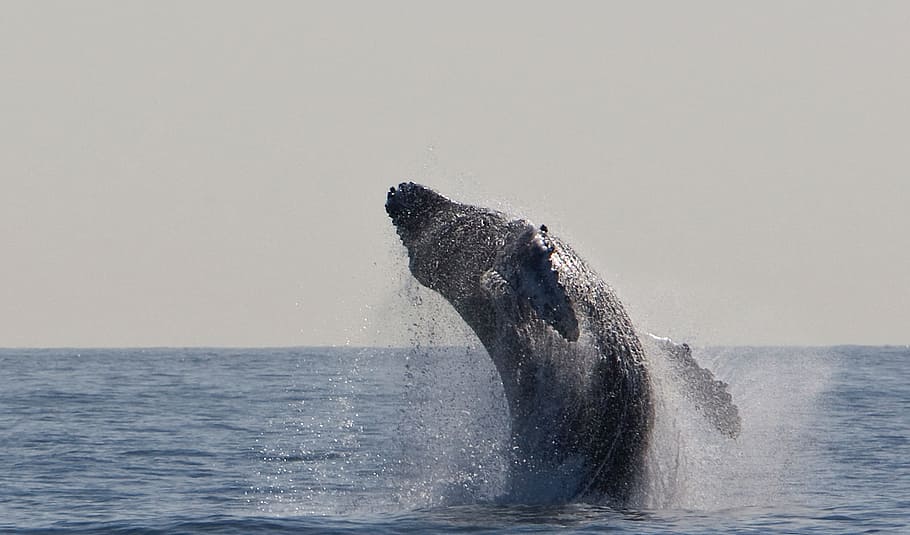 hump, humpback, whale, fish, animal, wild, nature, ocean, sea HD wallpaper