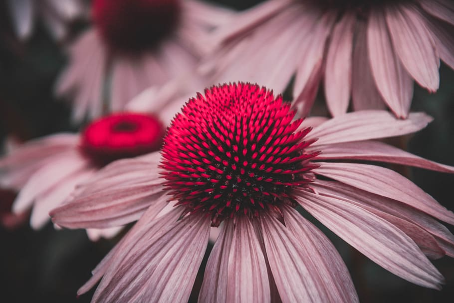 flower, red, garden, summer, spring, flowers, nature, macro HD wallpaper