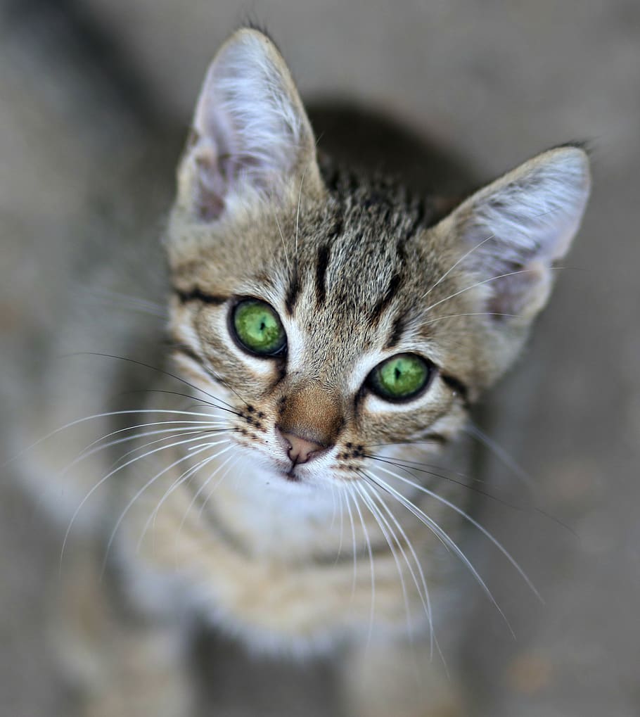 cat, small, animals, cute, domestic cat, mammal, pets, feline, HD wallpaper