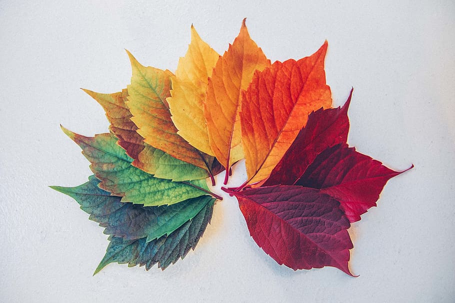 maple leaf illustration, plant part, close-up, white background HD wallpaper