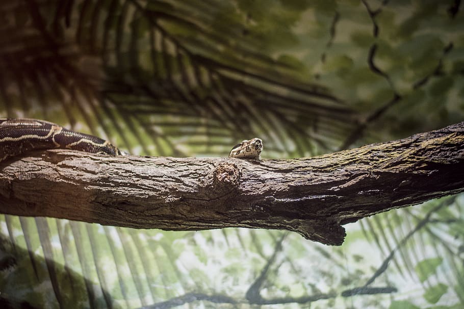 python snake on tree trunk, terrarium, nikon, team nikon, animal HD wallpaper