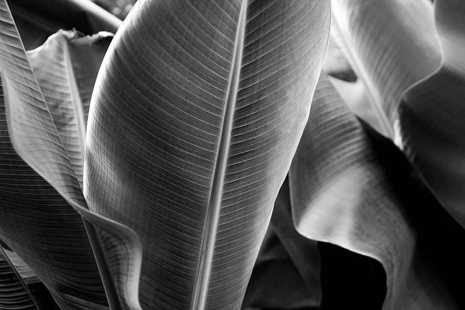 Hd Wallpaper Greyscale Photography Of Banana Trees Banana Leaves Black And White Wallpaper Flare