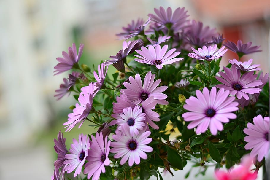Purple Petaled Flower, background, beautiful, bloom, blooming HD wallpaper