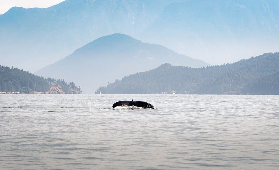 bird flying over body of water at daytime, forest, whale, mountain layears HD wallpaper