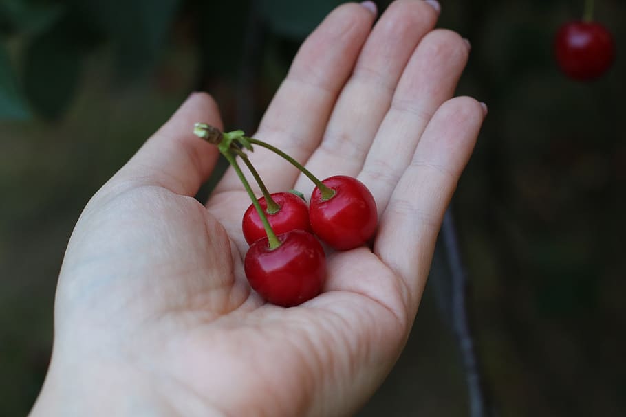 cherries, fruit, hand, red, sweet, delicious, food, vitamins HD wallpaper