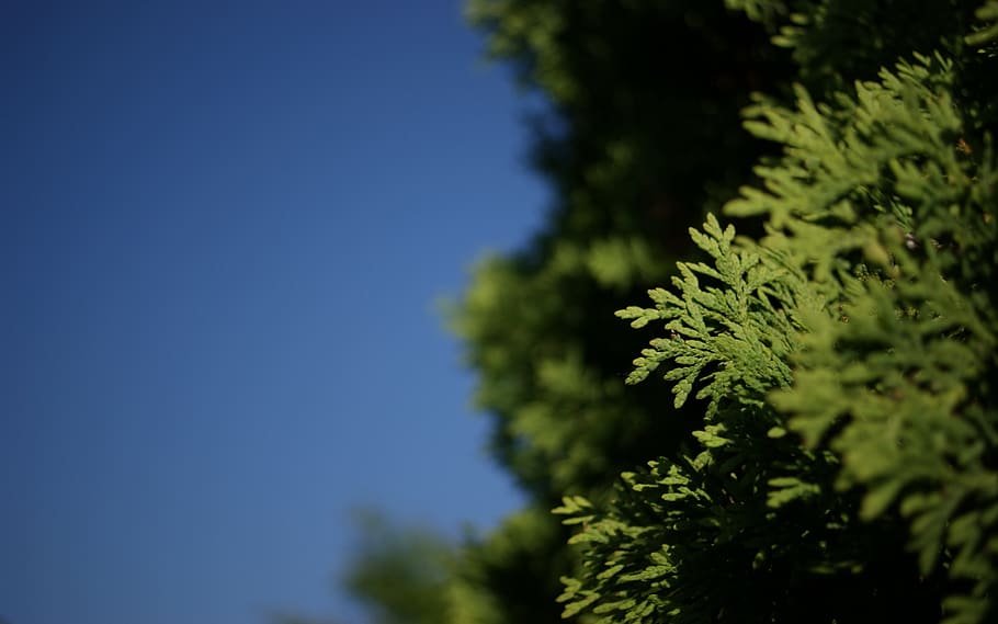 flora, fauna, macro, bokeh, nature, leaves, flowers, garden HD wallpaper