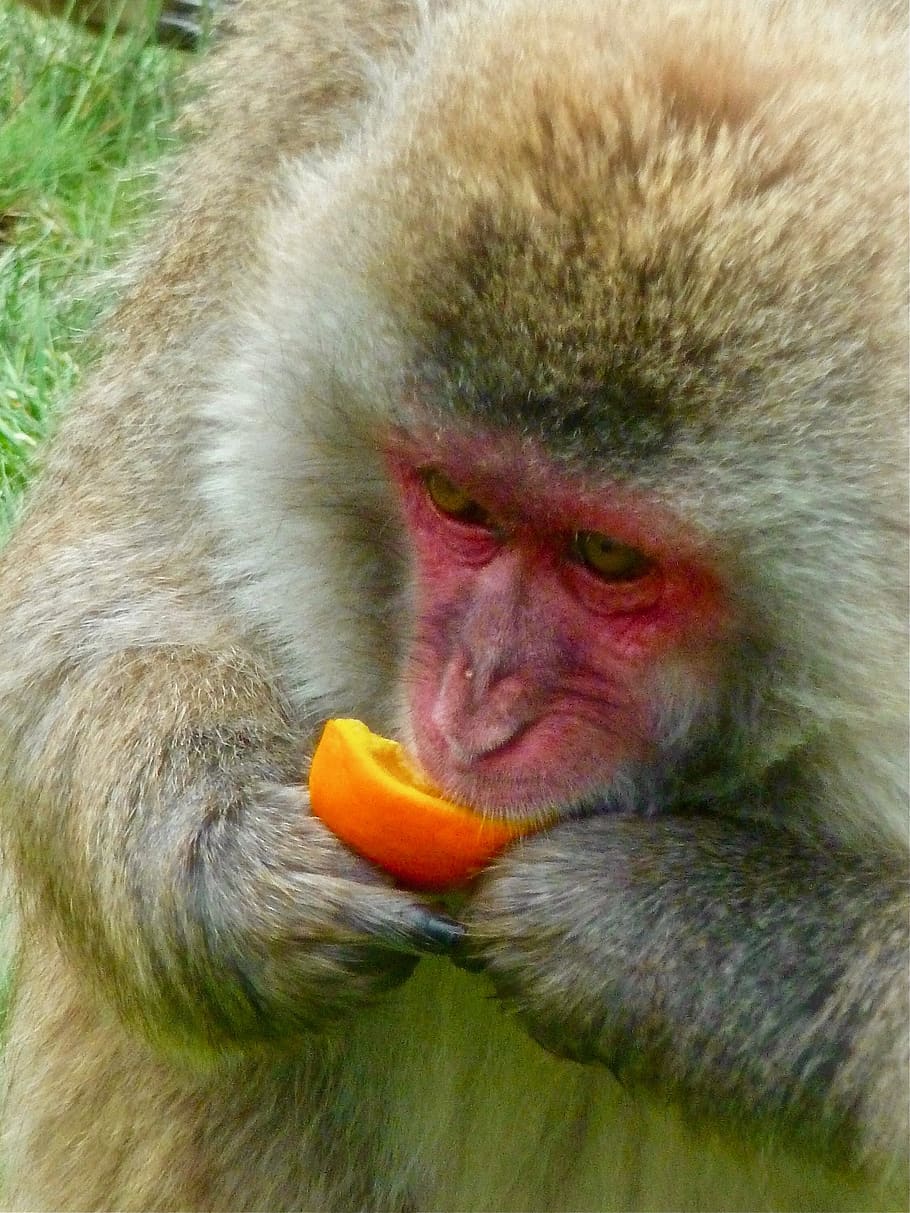 monkey, face, red, primate, portrait, creature, expression HD wallpaper